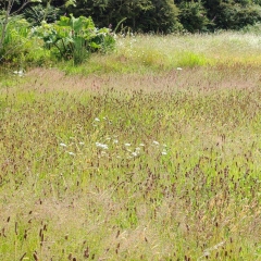 Meadow close to a large wildlife pond